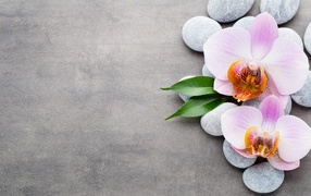 Two pink orchids on the stones on a gray background