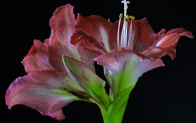 Two red beautiful flowers of amaryllis on a black background