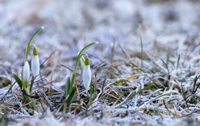 Two tender white snowdrops on hoarfrost-covered grass