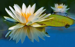 Two water lily flowers reflected in water with green leaf
