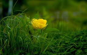 Two yellow tulips in green grass