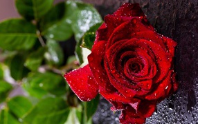 Мокрая красная роза на черной поверхности 