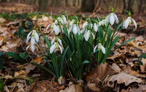 White beautiful snowdrops on dry foliage