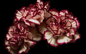 White carnations with red rims on a black background