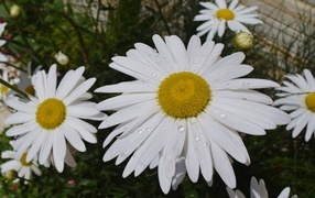 White daisies with a yellow center with drops of water on the petals