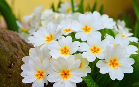 White delicate flowers of indoor flower primrose