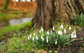 White first spring flowers snowdrops under a tree