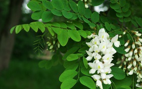 White flowers of acacia with green leaves close up
