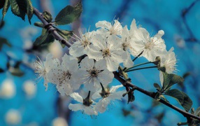 White flowers on a branch with green leaves under the blue sky