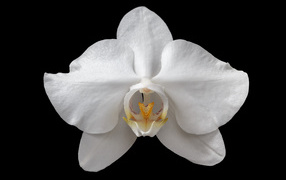 White orchid on a black background close-up