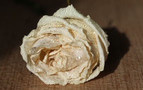Белый цветок розы в каплях росы 