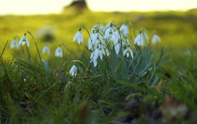 White snowdrops in a clearing on green grass