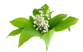 White tender lilies of the valley in green leaves on white background