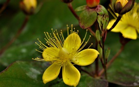Желтый цветок зверобоя с бутонами 