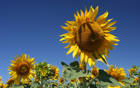 Yellow blooming sunflowers on a background of blue sky