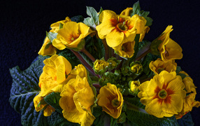 Желтые цветы комнатного цветка примулы крупным планом