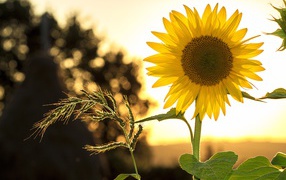 Yellow sunflower flower on a field with an ear