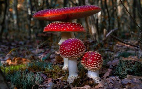 Four red beautiful amanita in the forest