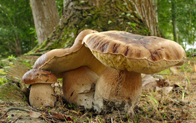 Large mushrooms in a forest near a tree