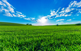 Сочная зеленая трава под ярким солнцем в голубом небе летом