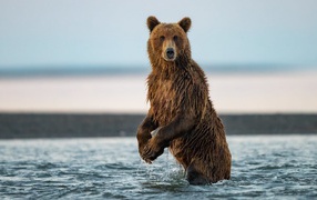 Большой бурый медведь охотится в реке 