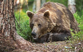 Big brown bear lies on the grass in the forest