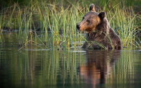 Big brown bear sits in the water