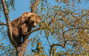 Big brown bear sitting on a tree branch