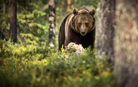 Big brown bear walks through the forest