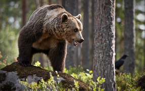 Большой грозный бурый медведь стоит в лесу
