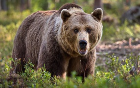 Big menacing brown bear walks along the grass
