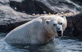 Big polar bear sits in the water at the zoo