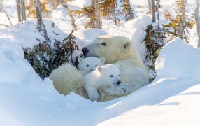 Big polar bear with cubs in the snow