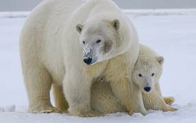 Big polar bear with teddy bear in the snow