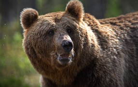 Big strong brown bear