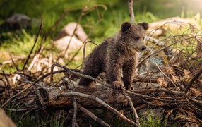 Little brown bear cub stands on dry branches in the forest.