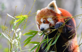 Little panda nibbles on green bamboo branches