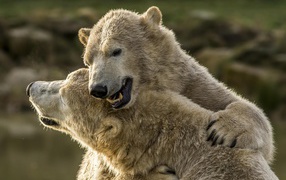 Два больших белых медведя обнимаются 