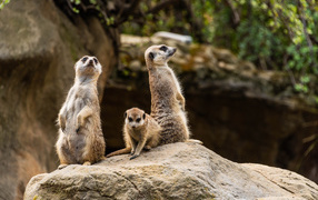 Три суриката сурикаты на камне в зоопарке