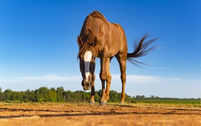 Красивая коричневая лошадь пасется 
