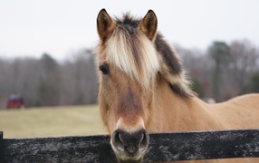 Brown horse with bangs on the farm