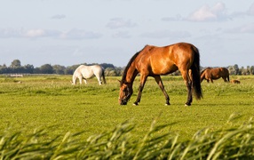 Large graceful horses graze in the field