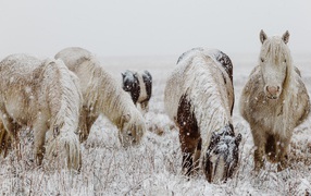Snow-covered horses with graze on a winter field