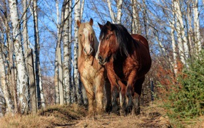 Two beautiful horses walk on a birch grove
