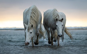 Two big white horses walking on the water