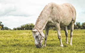 Белая лошадь пасется на зеленой поляне