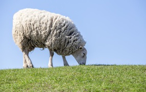 Большая пушистая овца пасется на зеленой траве