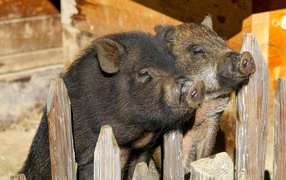 Two domestic pigs in a fence