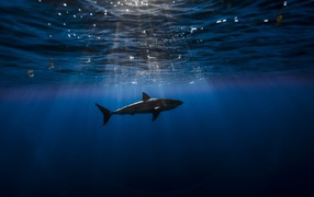 A predatory shark swims underwater in the Atlantic Ocean.