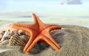 Big starfish in the sand with shells
